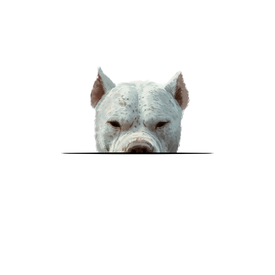 DOGO ARGENTINO CLASSIC